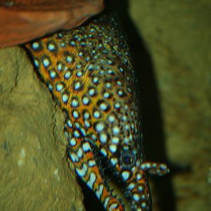 Dragon moray eel