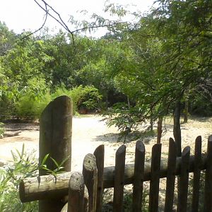 Rhino Reserve- Eastern Bongo and East African Crowned Crane yard