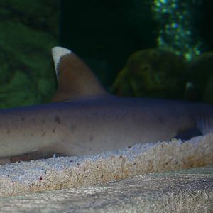 White-tip reef shark