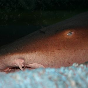 Nurse shark
