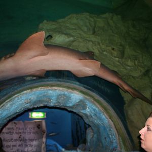 Nurse shark
