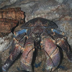 Coconut crab