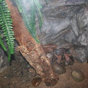 Coconut crab exhibit