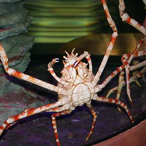 Japanese giant spider crab
