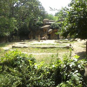 Rhino Reserve- Eastern Black Rhino exhibit