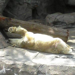Polar Bear