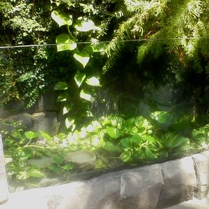 P&G Discovery Forest- Cane Toad exhibit