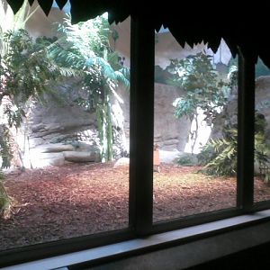 Dragons!- Komodo Dragon Indoor exhibit