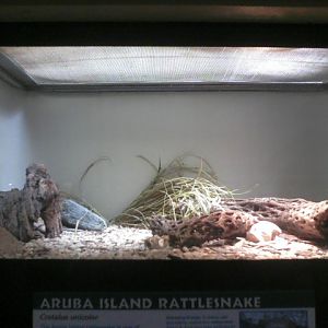 Reptile House- Aruba Island Rattlesnake exhibit