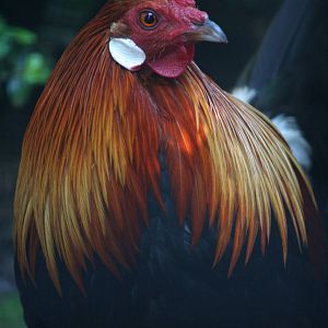 Indochinese cochin red junglefowl