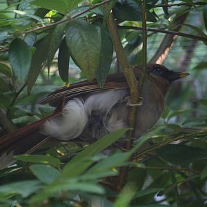 Buffy laughingthrush