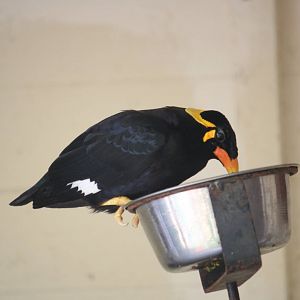 Hill mynah