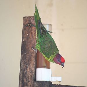 Goldie's lorikeet