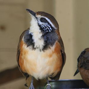 Greater necklaced laughingthrush
