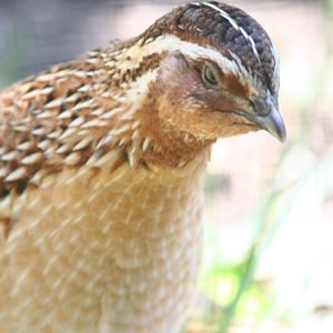 Mountain bamboo partridge