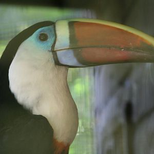 Red-billed toucan