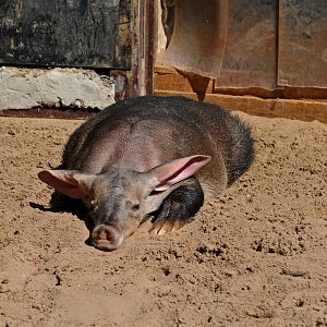 AARDVARK