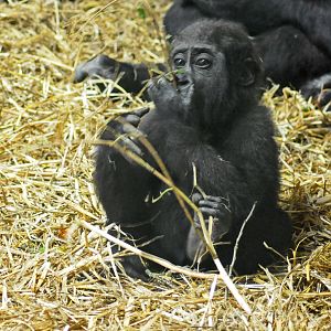 BABY GORILLA