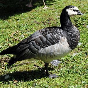 BARNACLE GOOSE