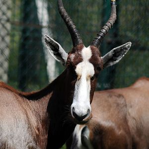 Besbok