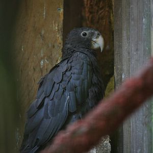 Greater vasa parrot