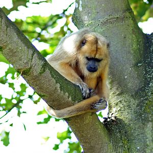 BLACK HOWLER MONKEY FEMALE
