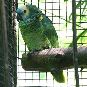 Blue-fronted amazon parrot