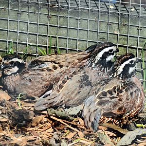 BOBSWHITE QUAIL