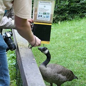 A goose and zoogiraffe