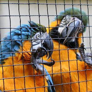 Blue and Yellow macaws