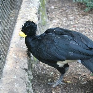 Great curassow