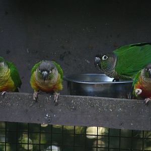 Green-cheeked conures