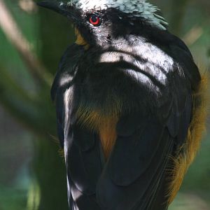 White-crowned robin chat