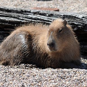 CAPYBARA