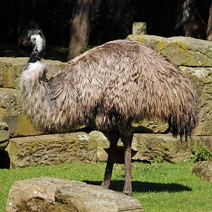 EMU