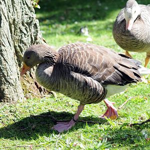 Greylag we think