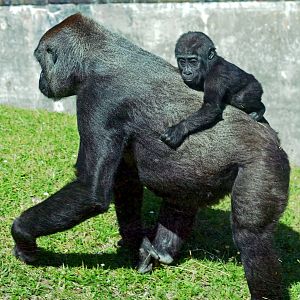 GORILLA AND BABY