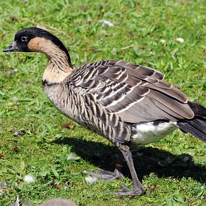 HAWIIAN GOOSE