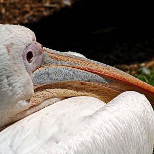WHITE PELICAN