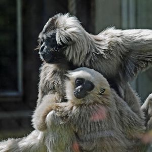 PILEATED GIBBON AND BABY