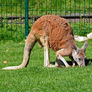 RED KANGAROO