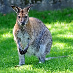 BENNETTS WALLABY