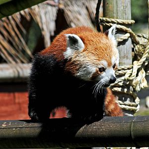 RED PANDA