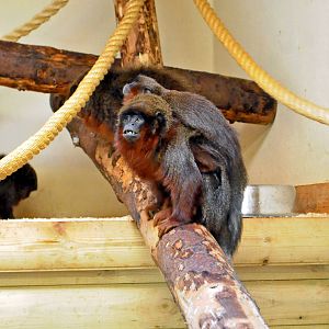 RED TITI MONKEY AND BABY