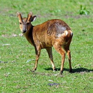 REEVES MUNTJAC