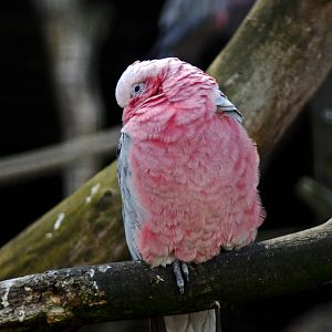 ROSEATER COCKATOO