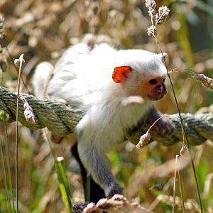 SILVERY MARMOSET