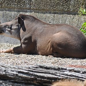 TAPIR