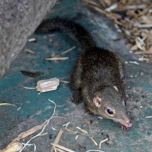 TREE SHREW
