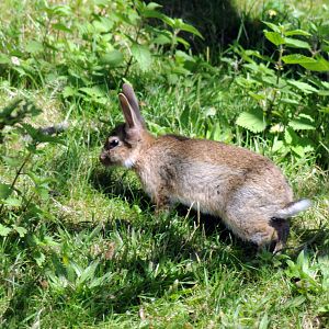 WILD RABBIT